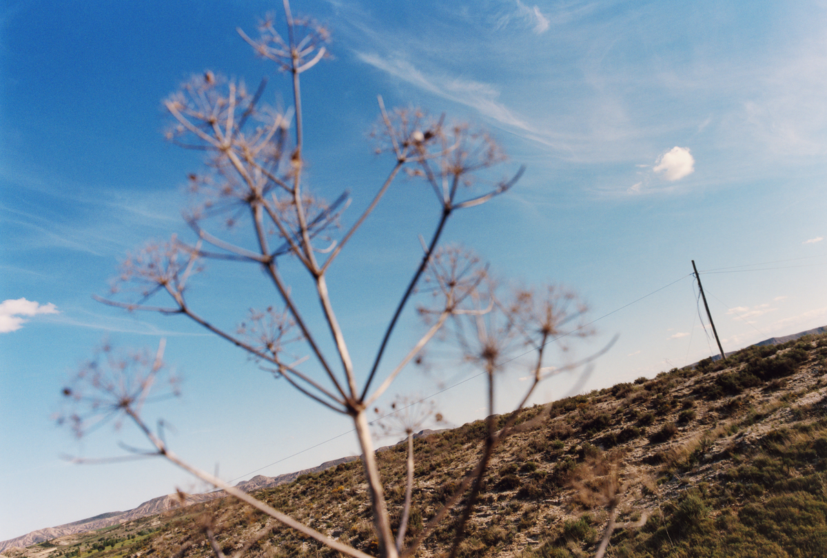 Tall plant against a clear blue sky with minimal cloud cover